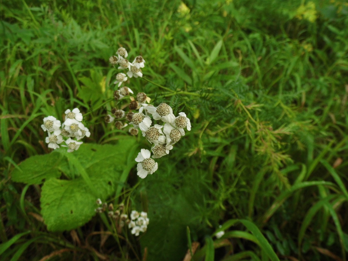 Изображение особи Achillea impatiens.