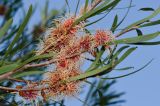 Hakea multilineata