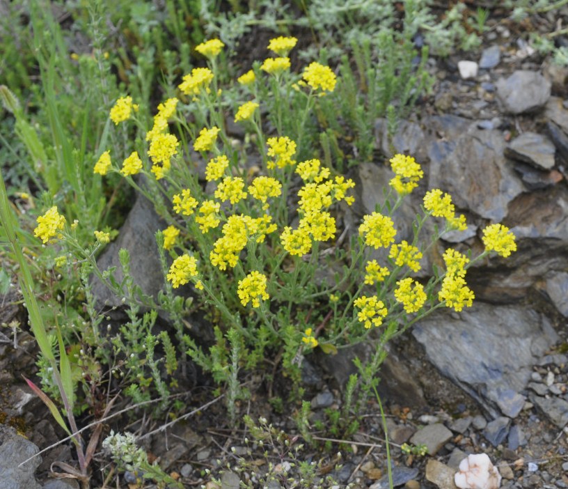 Изображение особи род Alyssum.