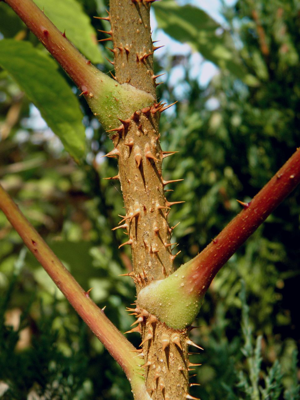 Изображение особи Aralia elata.