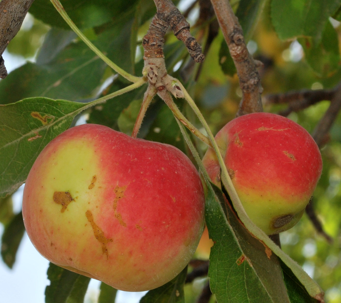 Изображение особи Malus sieversii.