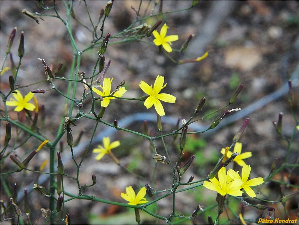 Image of Mycelis muralis specimen.