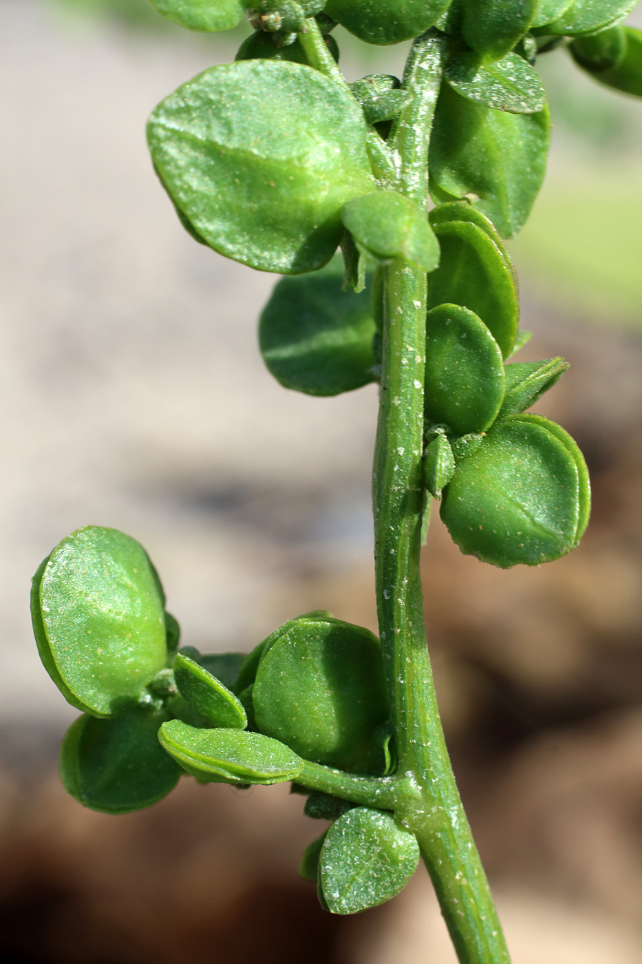 Image of Atriplex micrantha specimen.