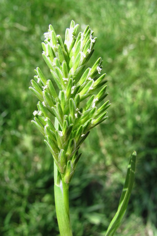 Изображение особи Sclerochloa dura.