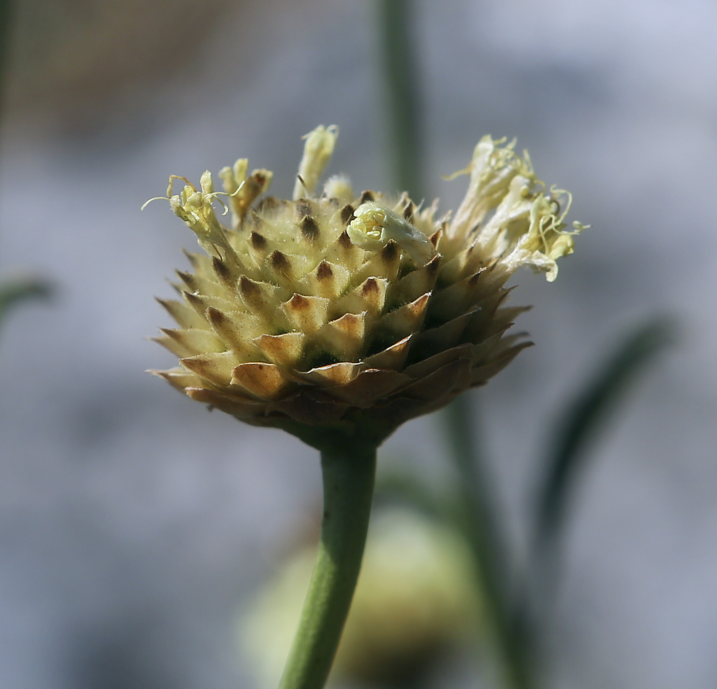 Изображение особи Cephalaria coriacea.