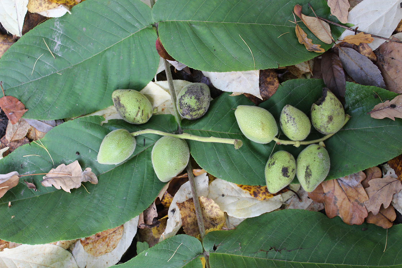 Image of Juglans ailanthifolia var. cordiformis specimen.