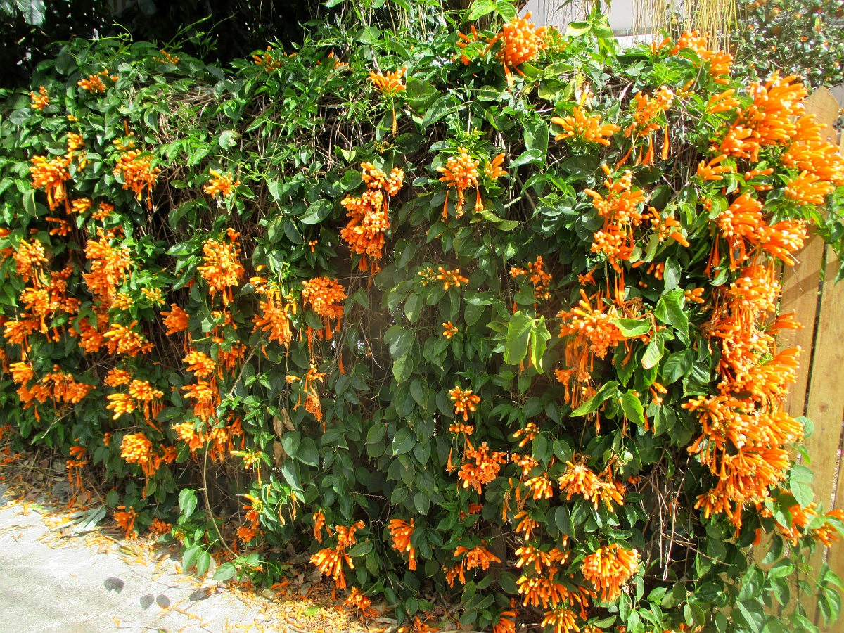 Изображение особи Pyrostegia venusta.