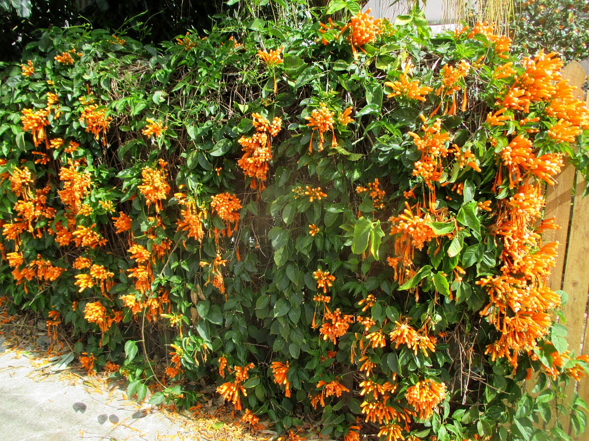 Image of Pyrostegia venusta specimen.