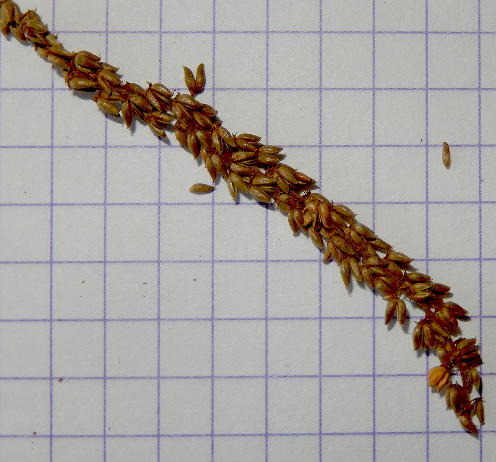 Image of Aruncus sylvestris specimen.