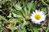 Bellis perennis