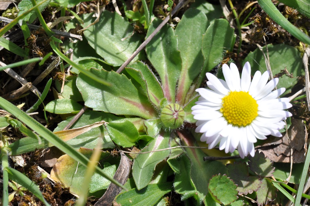 Image of Bellis perennis specimen.