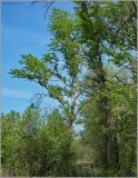 Populus × sibirica. Взрослое дерево. Чувашия, окр. г. Шумерля, пойма р. Сура, возле оз Щучья лужа. 10 мая 2010 г.