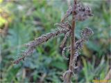 genus Achillea. Часть засохшего побега. Украина, г. Николаев, Заводской р-н, парк \"Лески\", среди соснового редколесья. 28.12.2017.