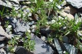 Cerastium lithospermifolium