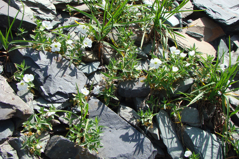 Image of Cerastium lithospermifolium specimen.