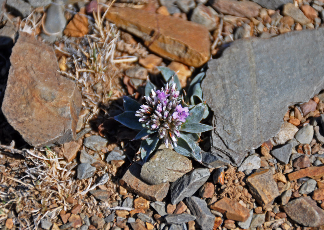 Image of Goniolimon krylovii specimen.