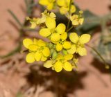 Diplotaxis harra