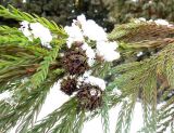 Cryptomeria japonica. Часть ветви с шишками. Украина, г. Кривой Рог, Криворожский ботанический сад НАН Украины. 27.01.2018.