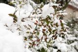 Nandina domestica. Верхушки ветвей под снегом. Израиль, Голанские высоты, мошав Одем. 26.01.2018.