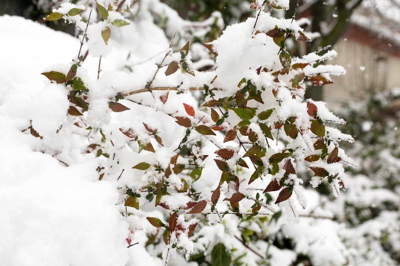 Image of Nandina domestica specimen.