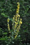 Verbascum lychnitis. Верхушка побега с соцветием. Адыгея, хребет Уна-Коз, ≈ 1000 м н.у.м., опушка широколиственного леса. 02.07.2017.