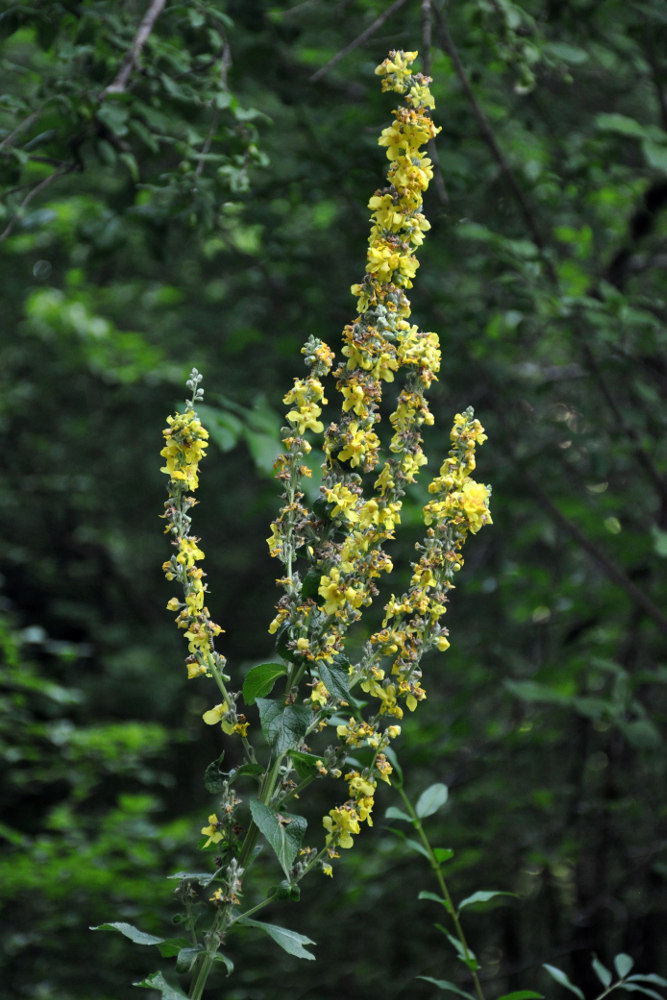 Image of Verbascum lychnitis specimen.