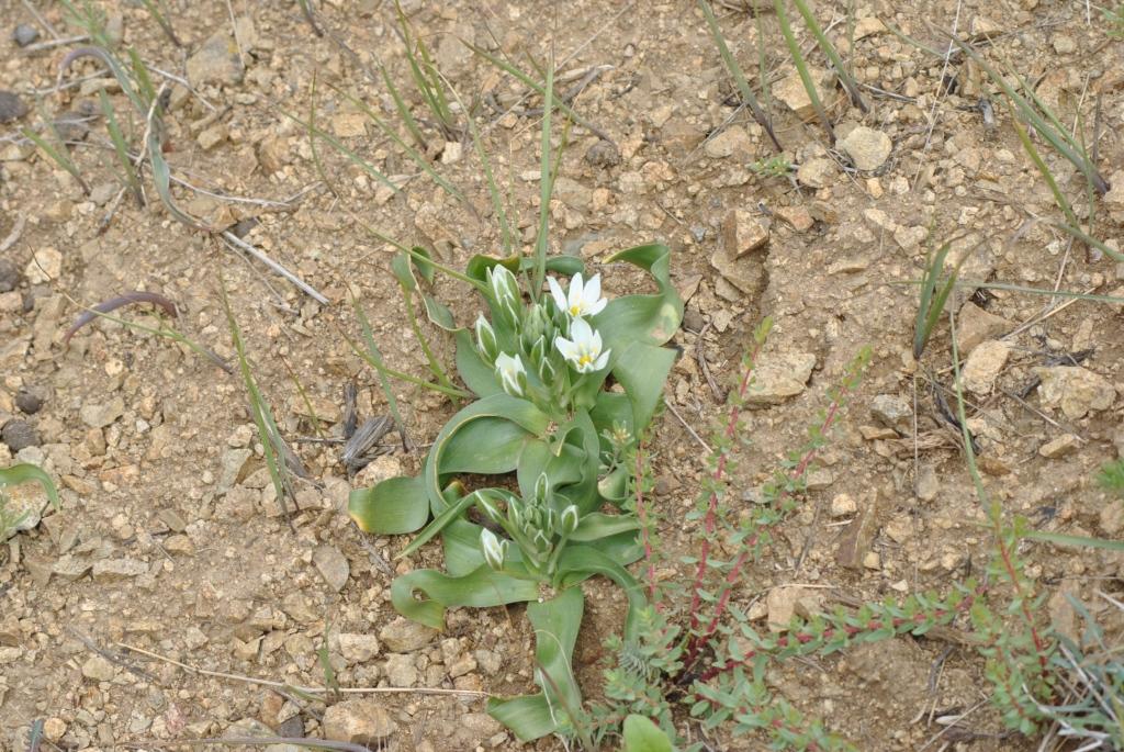 Image of Ornithogalum montanum specimen.