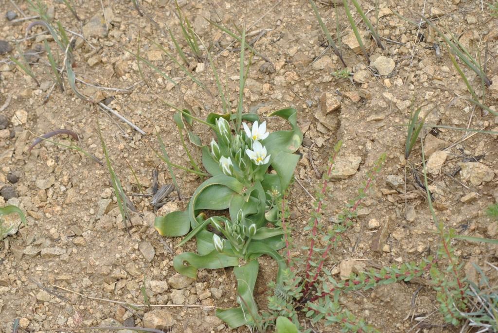 Изображение особи Ornithogalum montanum.