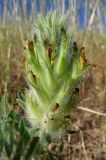 Astragalus nigromontanus