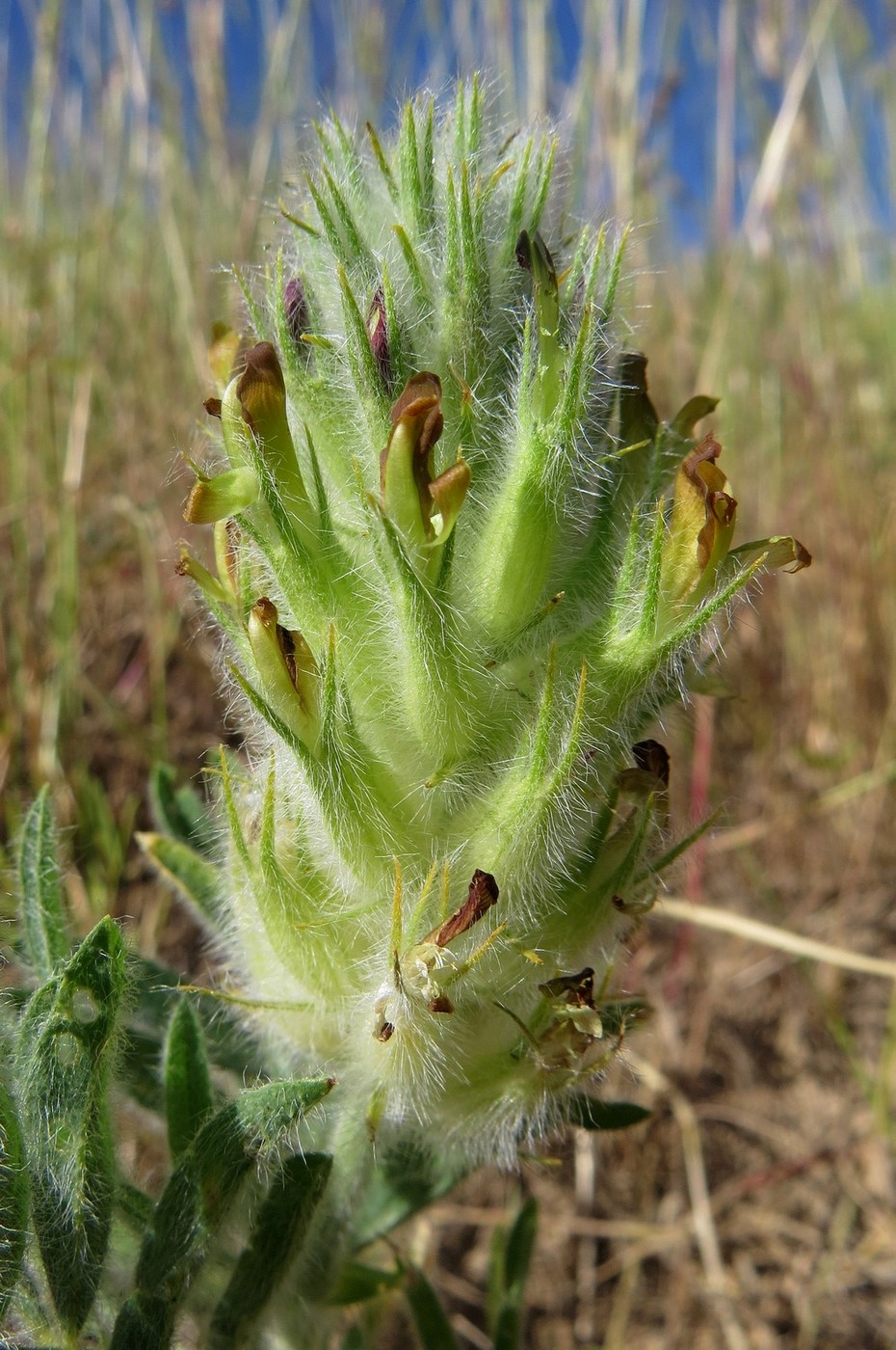 Image of Astragalus nigromontanus specimen.