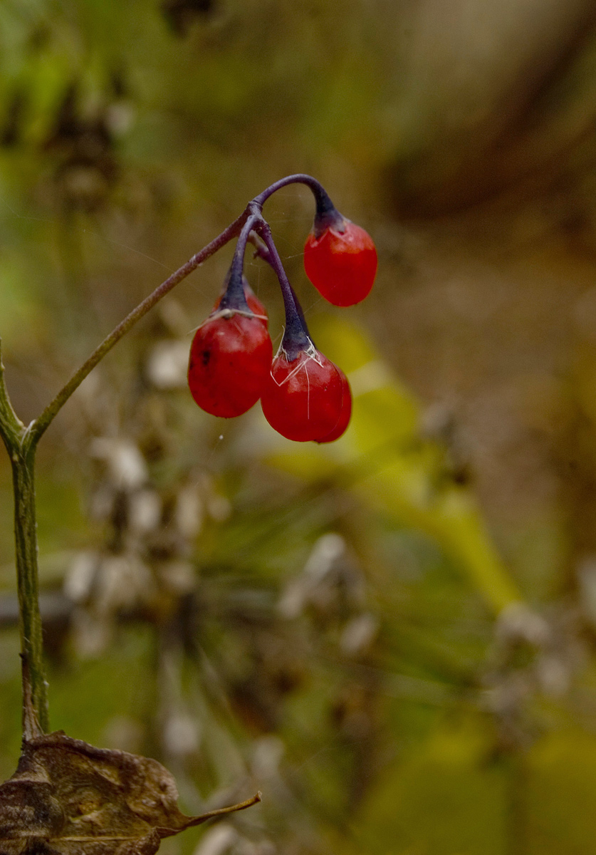 Image of Solanum kitagawae specimen.