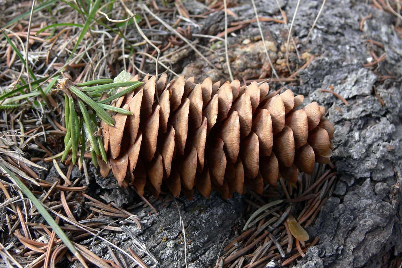 Image of Picea obovata specimen.