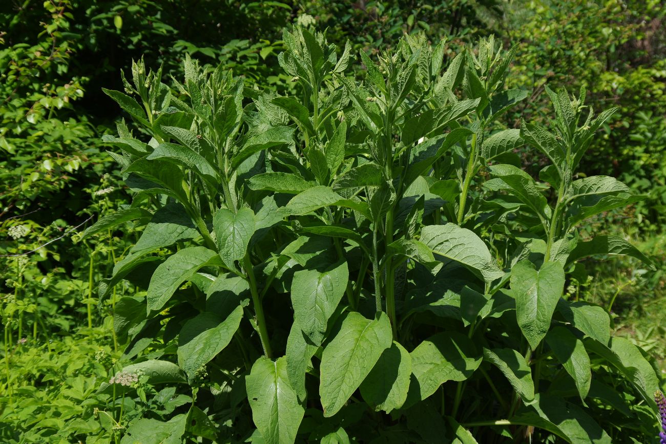Image of Symphytum × uplandicum specimen.