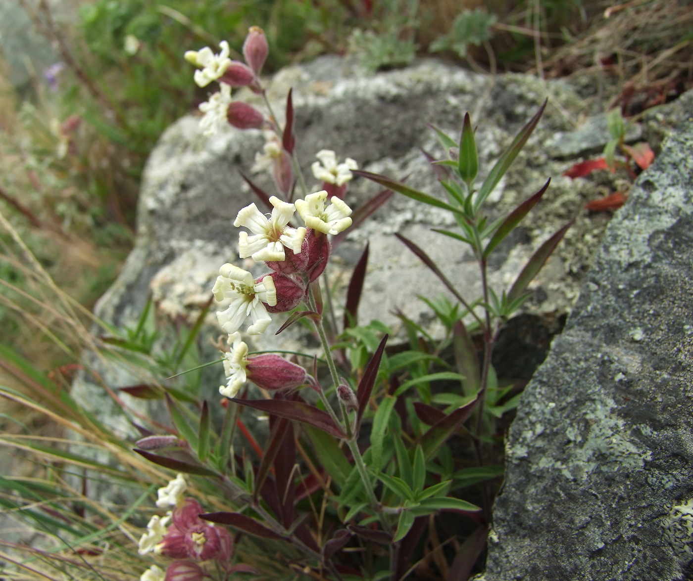 Image of Silene amoena specimen.