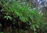 Oleandra pistillaris. Вегетирующие растения. Малайзия, Камеронское нагорье, ≈ 1500 м н.у.м., обрывистый склон во влажном тропическом лесу. 03.05.2017.