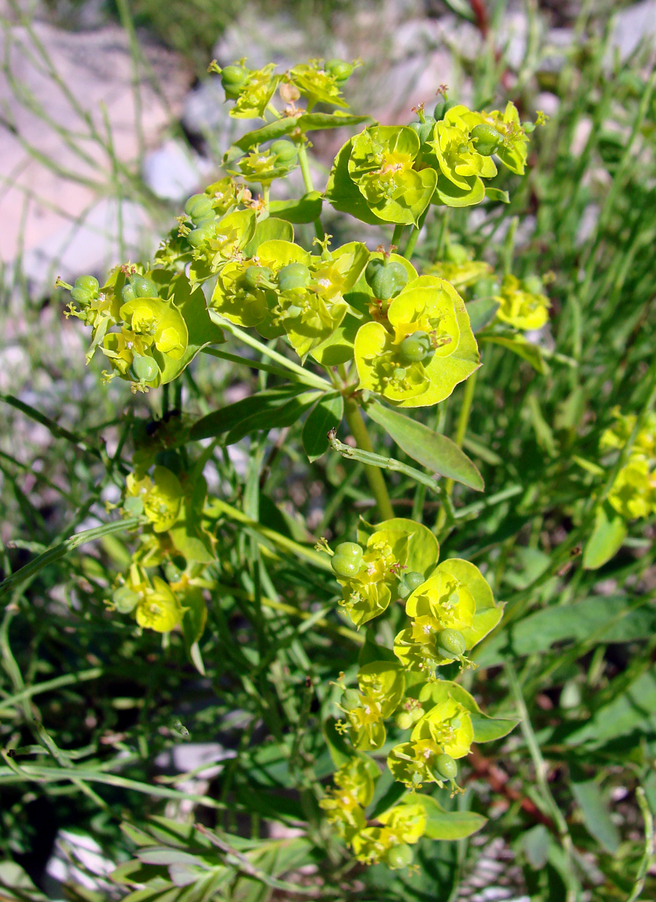 Изображение особи Euphorbia borealis.