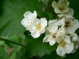 Crataegus submollis. Цветки. Санкт-Петербург, Приморский р-н, в культуре. 23.05.2018.