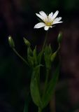 Stellaria holostea. Верхняя часть побега с бутонами и цветком. Пермский край, Оханский р-н, Тулумбаихинское сельское поселение, Кунчурихинский бор, сырой луг. 27.05.2018.