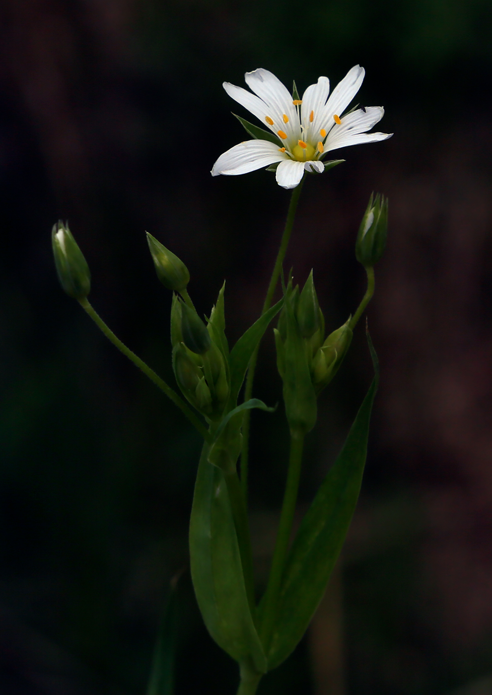 Изображение особи Stellaria holostea.