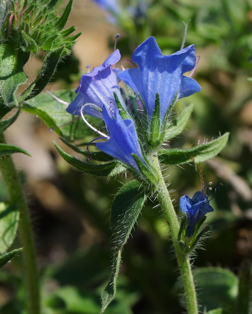 Изображение особи Echium vulgare.