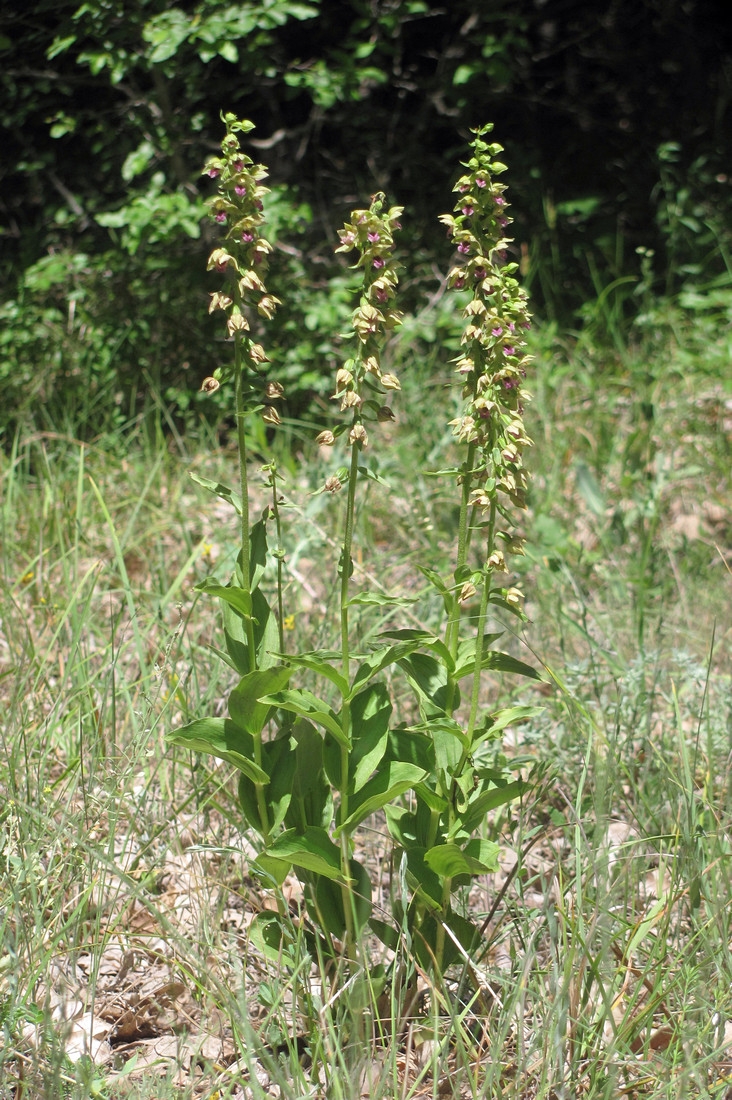 Изображение особи Epipactis helleborine.