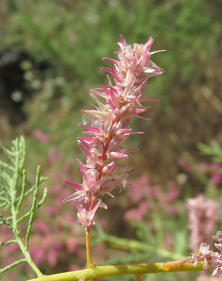 Image of Tamarix hohenackeri specimen.