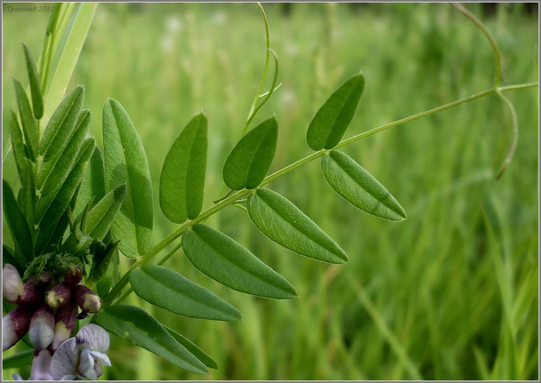 Image of Vicia sepium specimen.