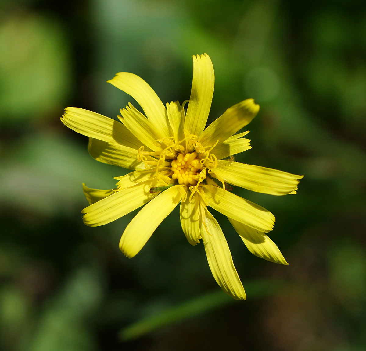 Image of Scorzonera austriaca specimen.