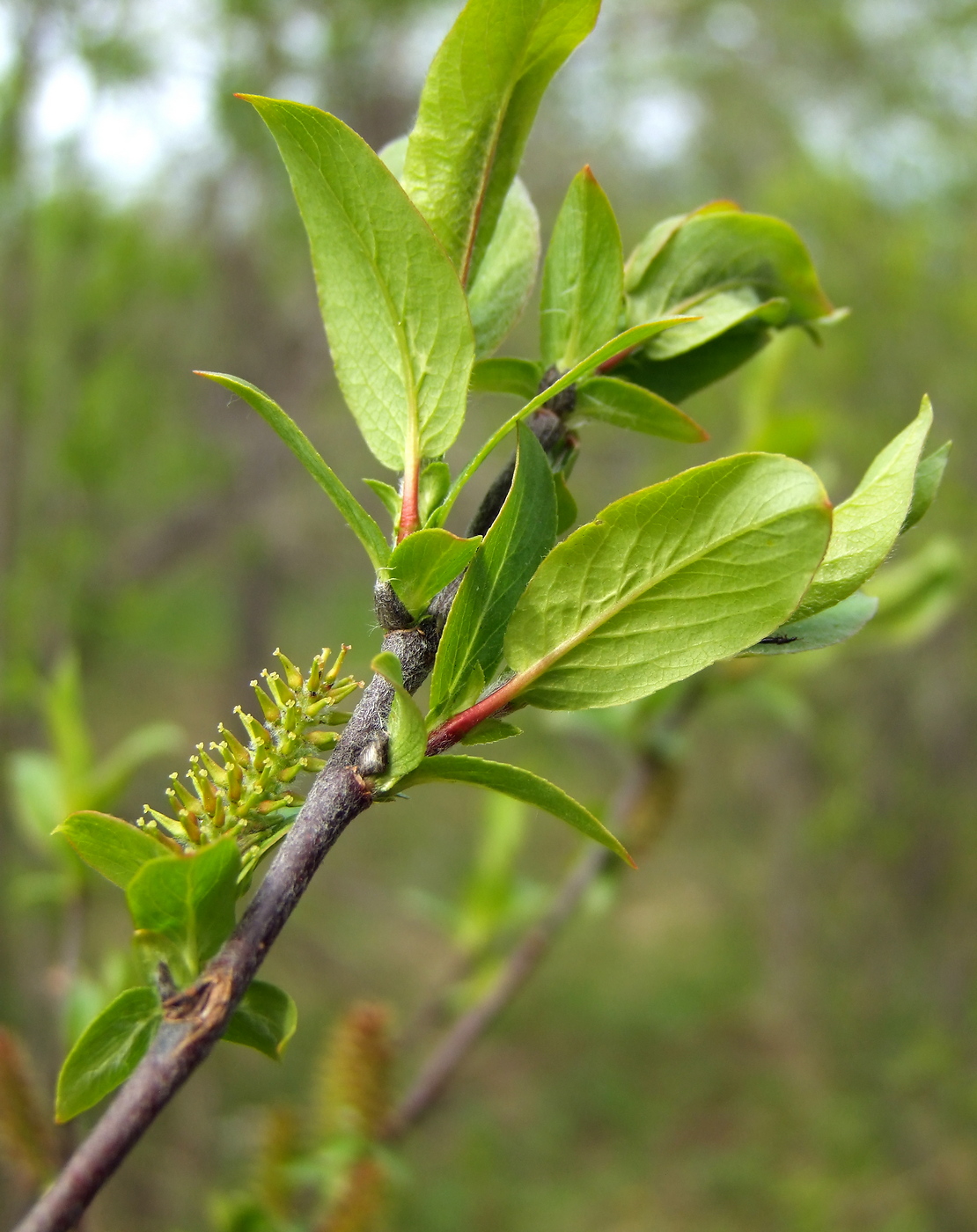 Изображение особи Salix hastata.