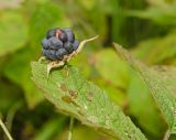 Rubus caesius. Плод и часть листа (вид с адаксиальной стороны). Пермский край, Суксунский р-н, окр. дер. Агафонково, долина р. Сылва, каменистая осыпь под прибрежным скальником. 20 августа 2018 г.