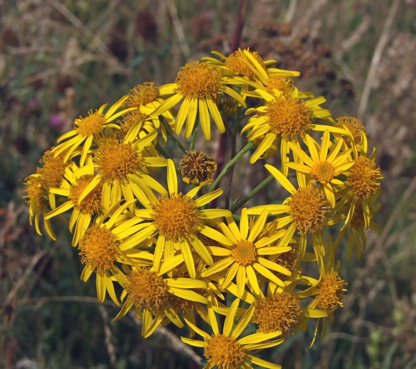 Изображение особи Senecio jacobaea.