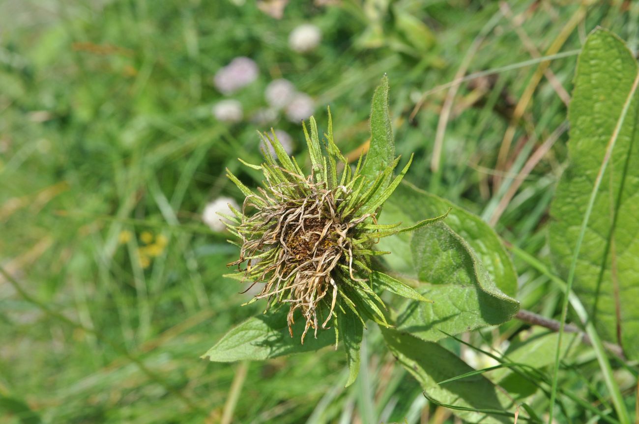 Изображение особи Inula orientalis.