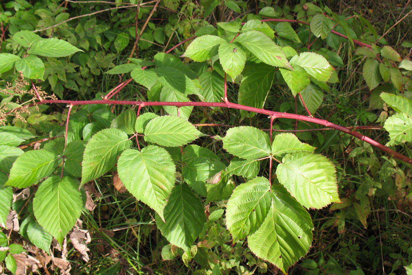 Изображение особи Rubus nessensis.