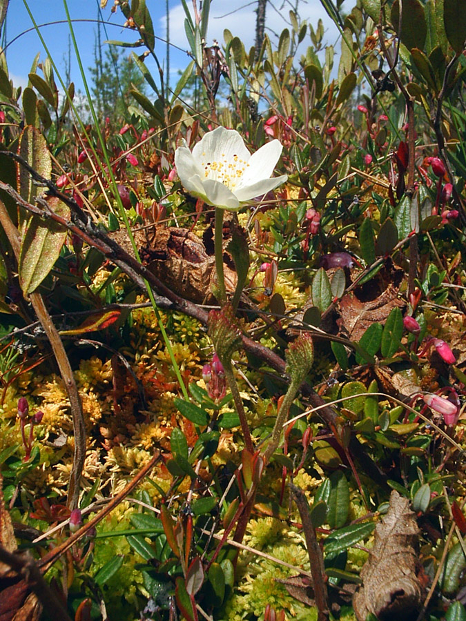 Изображение особи Rubus chamaemorus.